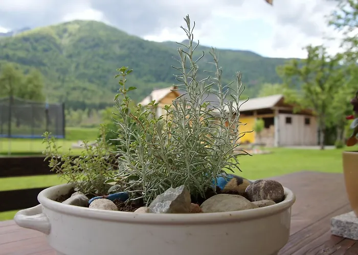 Markez * ボーヒニ